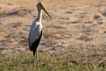 De Yellow-billed Stork (Mycteria ibis) die ik ook in Senegal zag, maar in het Nederlands heeft ie een veel mooiere naam. De Afrikaanse nimmerzat.