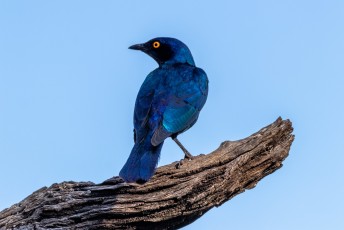 Geloof het of niet maar deze blauwe vogel wordt de roodschouderglansspreeuw genoemd (Lamprotornis nitens).