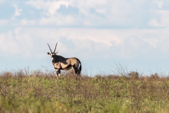 En zo'n rit duurt altijd langer dan verwacht omdat je moet stoppen om foto's te maken. Van deze oryx bijvoorbeeld.