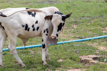 Ik vraag me nog steeds af waarom de koeien een metalen plaat door de neus hadden. Het ding maakt bijv. geen geluid en je kunt er zo te zien ook geen touw aan vastknopen.
