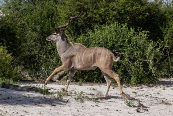 Even later liep er weer zo'n heerlijke Kudu door de zoeker van mijn camera.