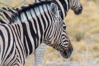 Dit zijn overigens Burchell's zebra's of Damara Zebra's. De enige soort die voor vleesproductie mag worden gebruikt. Ze zijn niet erg lekker overigens.