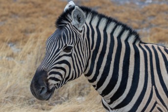 Zebra's schijnen volgens het meest recente onderzoek zwart-witte strepen te hebben als bescherming tegen muggen.