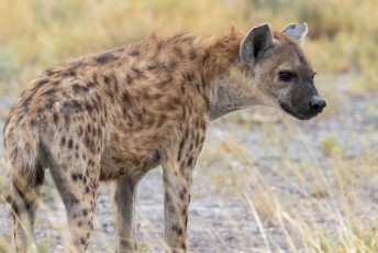 Uiteindelijk werd het hem toch te veel, je kunt hier goed zien dat het om een gevlekte hyena gaat. Een jager en geen aaseter zoals de gestreepte variant.