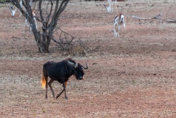 Even later kwam deze witstaartgnoe aanlopen, of zoals ze hem in het Engels noemen : Black Wildebeest.