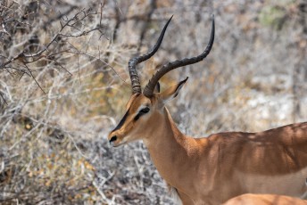 Dit type impala is groter dan de gewone impala, en bovendien veel zeldzamer.