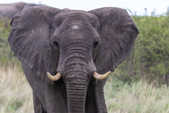 Chobe is één van de beste plekken om olifanten te spotten, ze worden hier goed beschermt tegen stropers dus groeit de populatie al jaren.