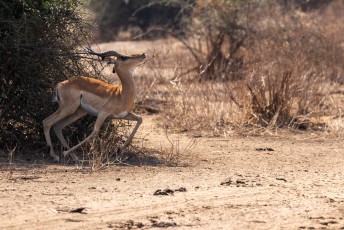 Dit is een mannetjes impala, of rooibok (Aepyceros melampus) die nogal haast had om weg te komen.