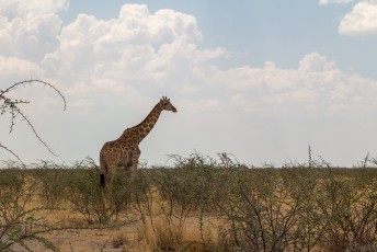 En alhoewel er maar zo'n 13.000 van zijn zagen we alweer een giraf.