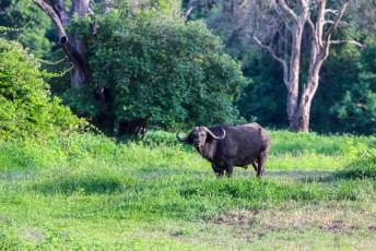 We waren lekker bezig ons lijstje compleet te krijgen toen ook nog deze Cape buffalo (Syncerus caffer) ons pad kruiste.