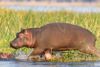 Volgens wikipedia zijn nijlpaarden als soort kwetsbaar (voor uitsterven), maar hier zitten er volgens de gids nog een indrukwekkende 1000 dieren per kilometer in de rivier.