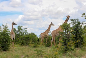 We sloten de safari af met een paar giraffes, en spoedden ons naar de uitgang.