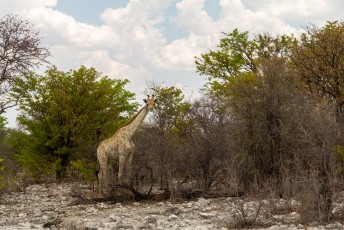 Daarna zagen we een tijdje niks totdat we deze Angolese Giraf tegenkwamen.