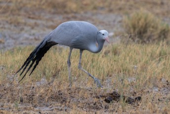 .... een beetje raar, want deze blue crane of paradise crane is de nationale vogel van Zuid-Afrika en niet van Stanley.