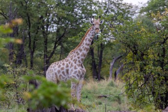 De Zuid-Afrikaanse Giraf.