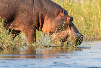 Daar voelen ze zich nl. het veiligste. Ga dus nooit tussen een nijlpaard en het water in staan, want dan gaan ze dwars door je heen.