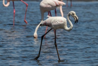 Als er flamingos zijn dan is het water niet geschikt voor bijv. de landbouw.