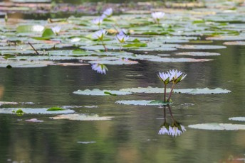 In het meer drijven talloze waterlelies.