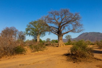 Lucía was nog steeds onder de indruk van Baobab bomen. Wel grappig dat er twee naast elkaar staan en alleen de linker blaadjes heeft.