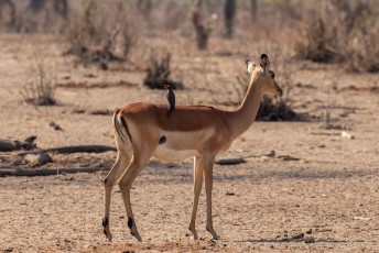 Dit is een vrouwtjes impala, want die hebben geen hoorns, met een roodsnavel ossenpikker (Buphagus erythrorynchus) op zijn rug.
