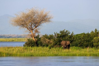 Toen we vanuit het Lower Zambezi Park (aan de overkant) een boottochtje maakten zagen we al dat olifanten rustig naar een eilandje zwemmen voor groener gras.