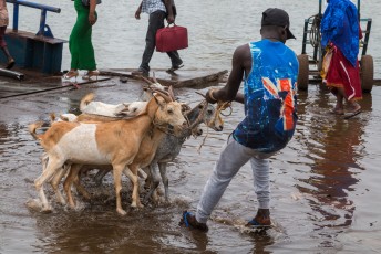 Toen ik vertrok uit Gambia was de ramadan net afgelopen. Deze geiten wilden niet van boord, die hadden wel door wat ze boven het hoofd hing.