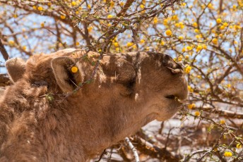 Buiten stond de kameel van de beheerder van de grotten te eten. Een kameel heeft geen last van de scherpe stekels bij het eten.