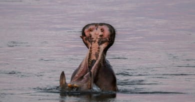 hippo met honger - foto uit het fotoalbum Zimbabwe op www.edvervanzijnbed.nl