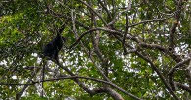 Monkeys but no gorilla in Lopé National Park in Gabon - www.edvervanzijnbed.nl/en/
