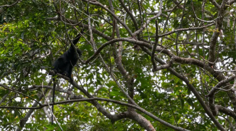 Monkeys but no gorilla in Lopé National Park in Gabon - www.edvervanzijnbed.nl/en/