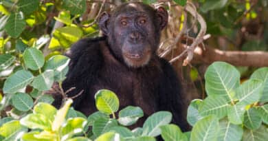 Chimp on Baboon Island in Gambia. Picture from the photo gallery the Gambia on https://www.edvervanzijnbed.nl/en/