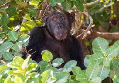 Chimp on Baboon Island in Gambia. Picture from the photo gallery the Gambia on https://www.edvervanzijnbed.nl/en/