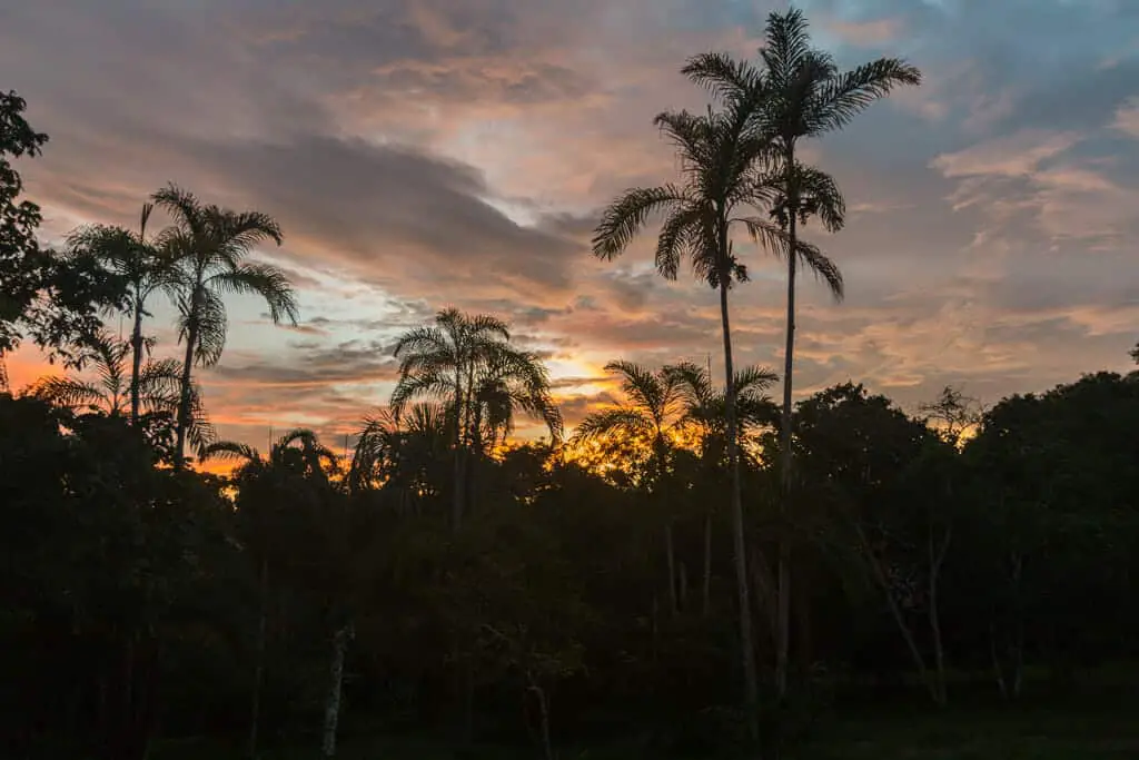 into the wild : sunset over the amazon rainforest