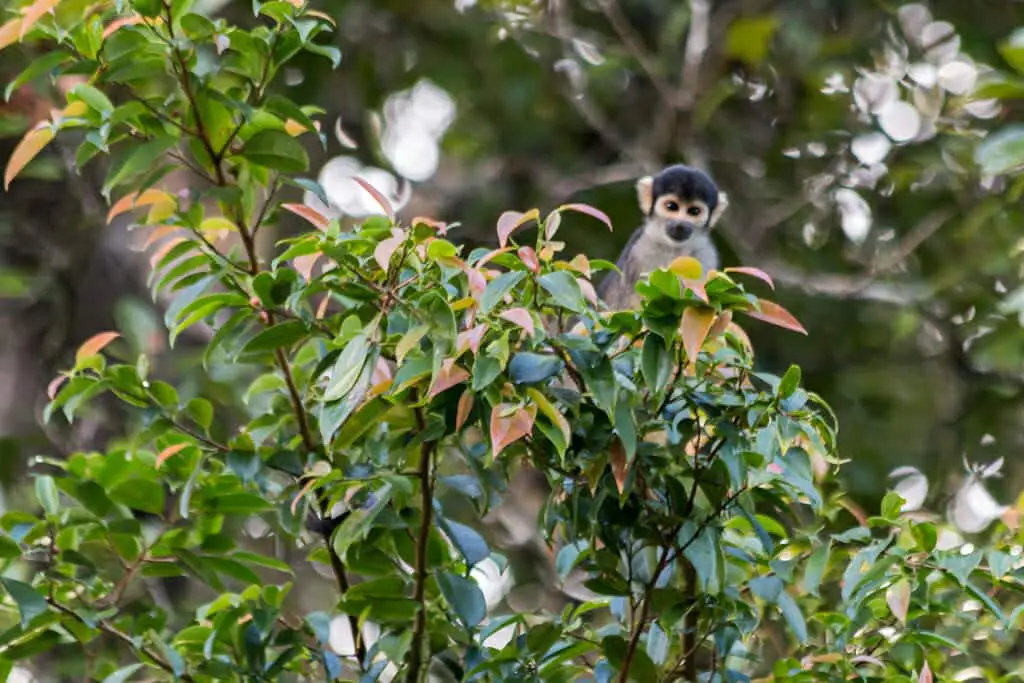 Squirrel monkey in the Mamirauá reserve in the Amazone. Near the Uacari Ecolodge where you can find Uacari monkeys too.