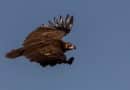 Mongolian vulture