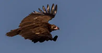 mongolian vulture - www.edfarfromhisbed.com