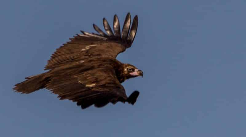 mongolian vulture - www.edfarfromhisbed.com