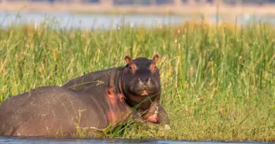 Hippopotamus amphibius capensis uit het Fotoalbum Zambia op www.edvervanzijnbed.nl